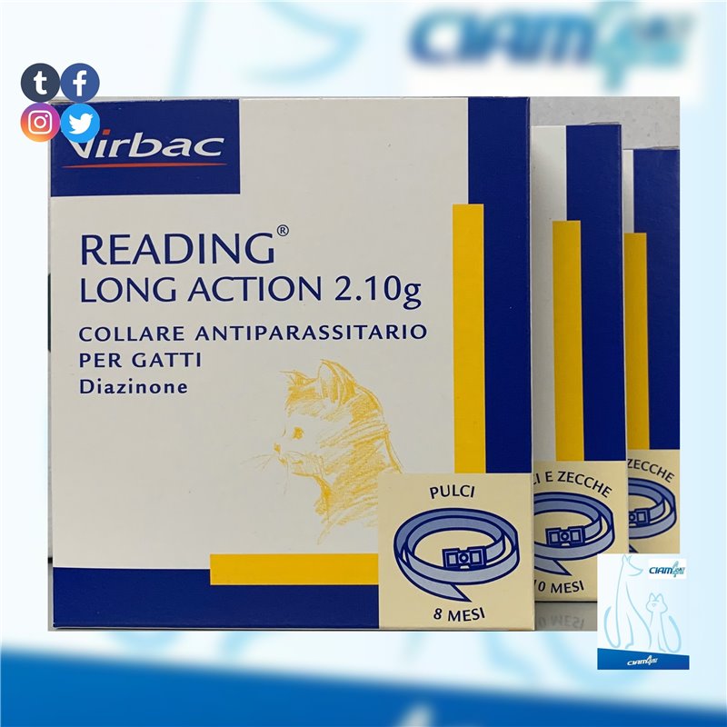 READING LONG ACTION CANE GRANDE READING LONG ACTION CANE GRANDE