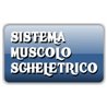 Sistema muscolo scheletrico